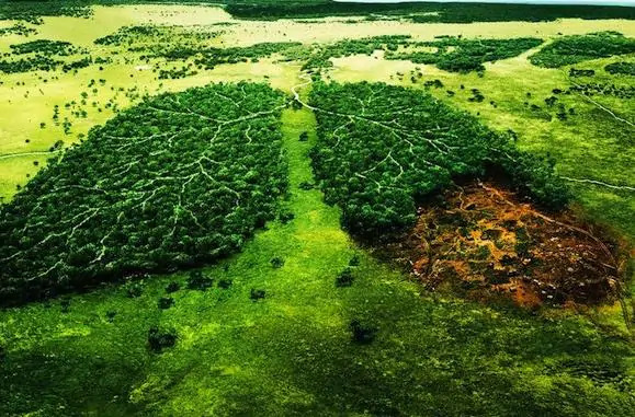 Ormanları Korumanın Önemi