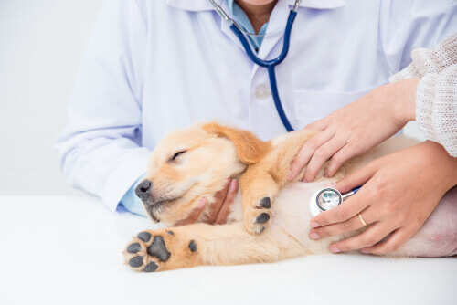 Evcil Hayvanınızın Sağlık Kontrolleri 